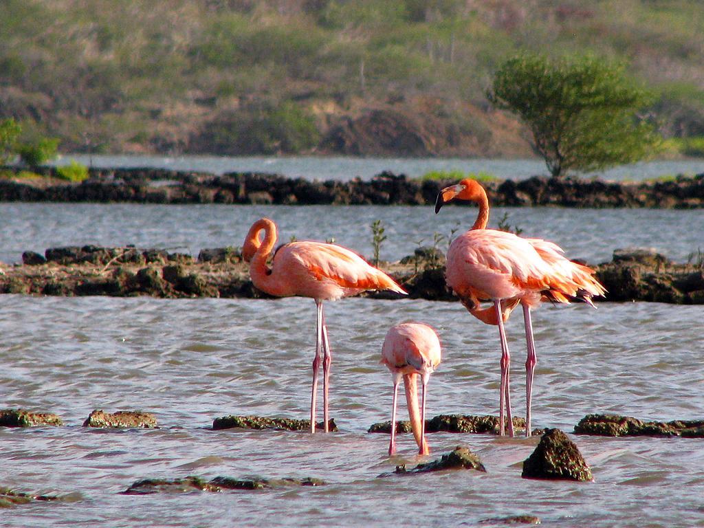 Willibrordus Dream Of The Green Flamingo מראה חיצוני תמונה