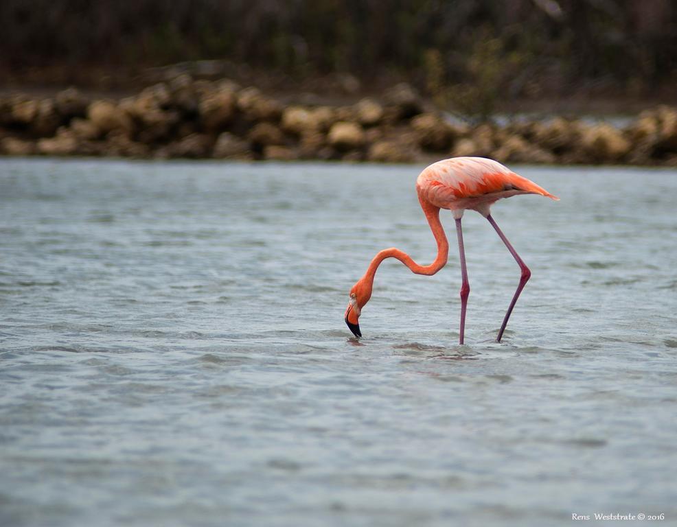 Willibrordus Dream Of The Green Flamingo מראה חיצוני תמונה